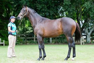 Surprise Baby (NZ) photographed as a yearling at Rich Hill Stud. 